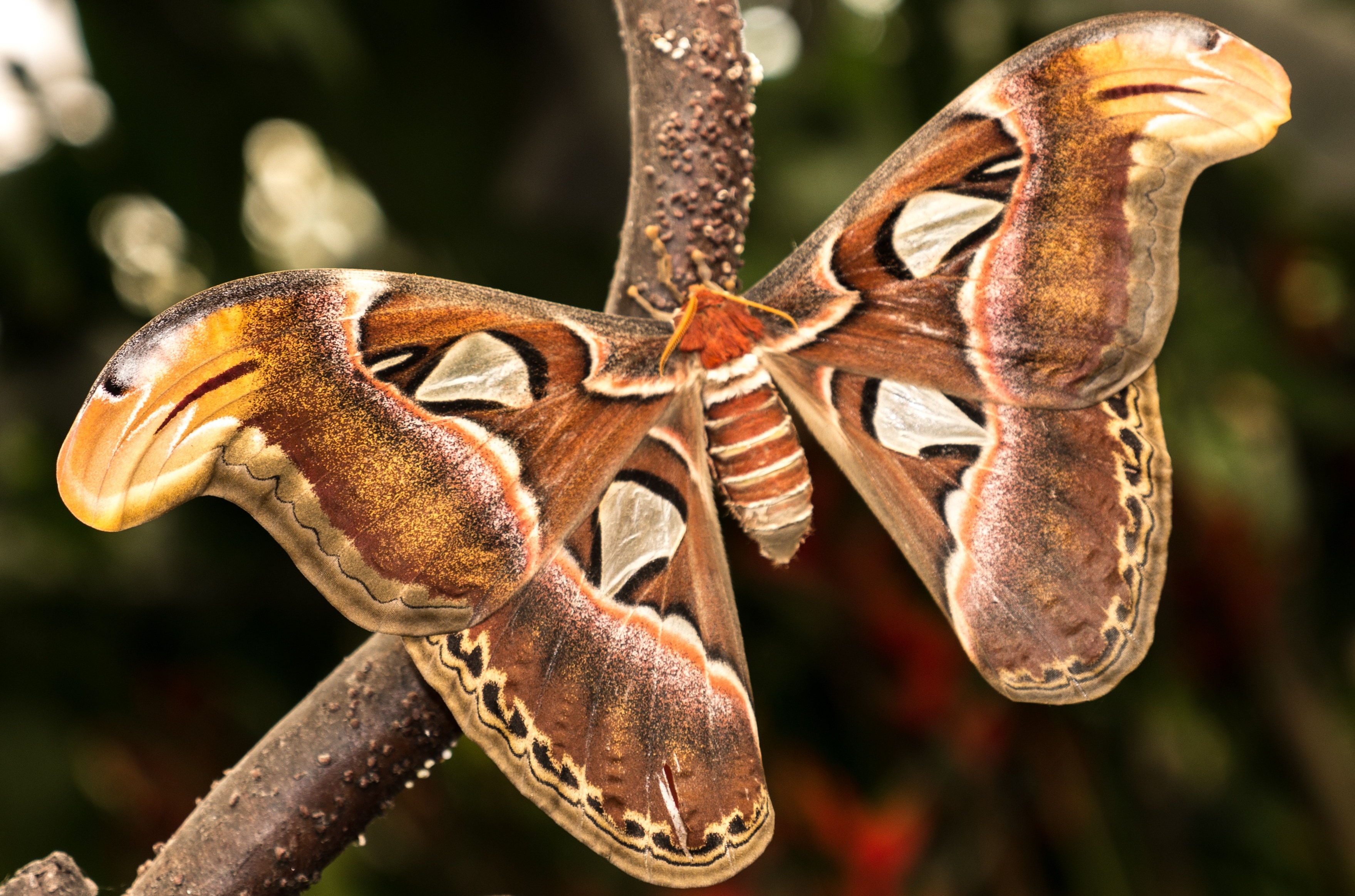 Ночные бабочки сканворд