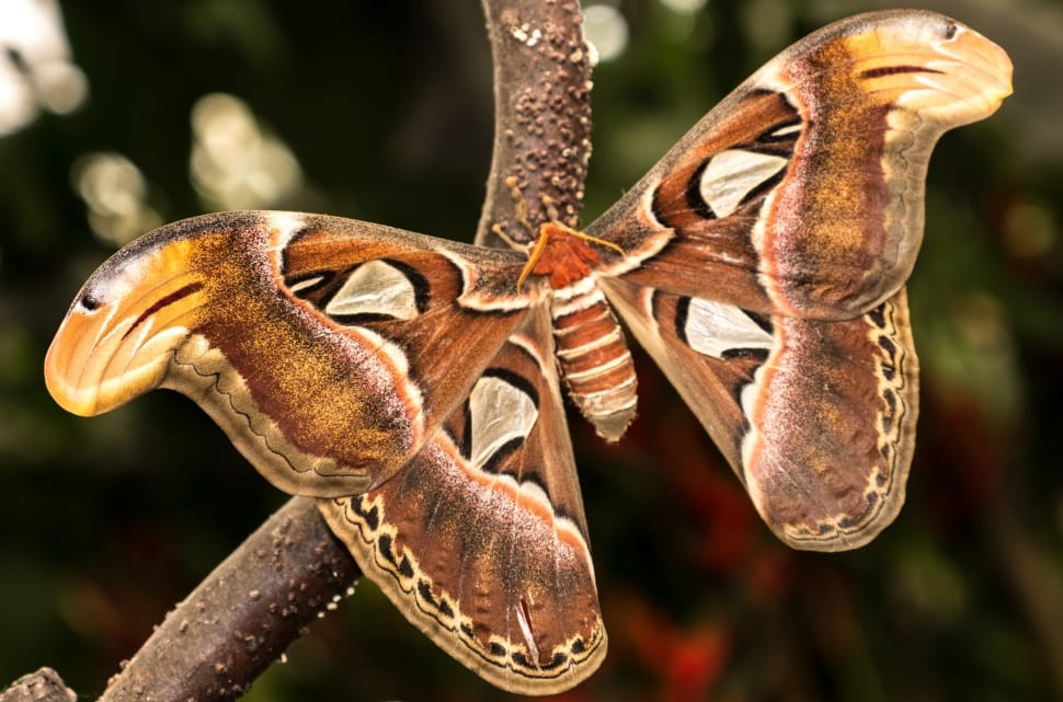 atlas moth preview