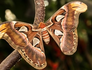 atlas moth thumbnail