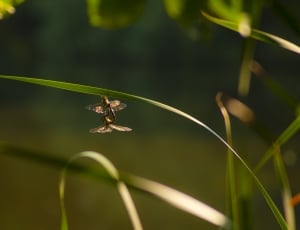 brown dragonfly mating thumbnail