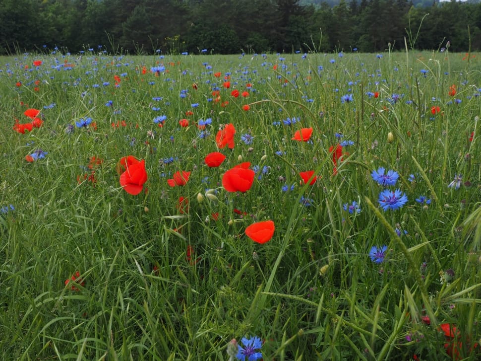 Field Of Poppies, Kornblumenfeld, poppy, flower preview
