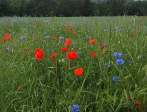 Field Of Poppies, Kornblumenfeld, poppy, flower thumbnail