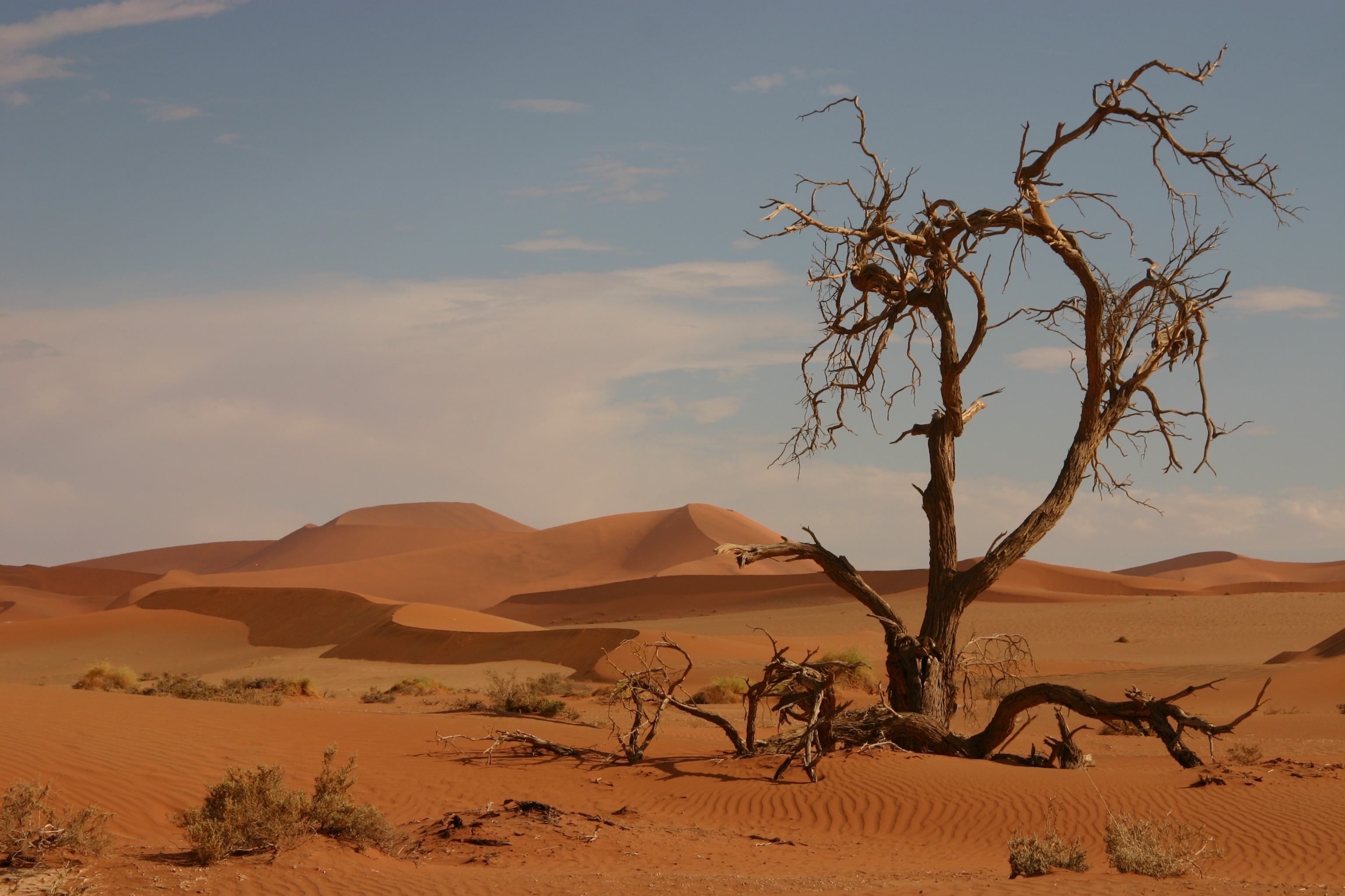 leafless tree and desert