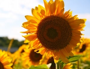 closeup photo of yellow sunflower thumbnail