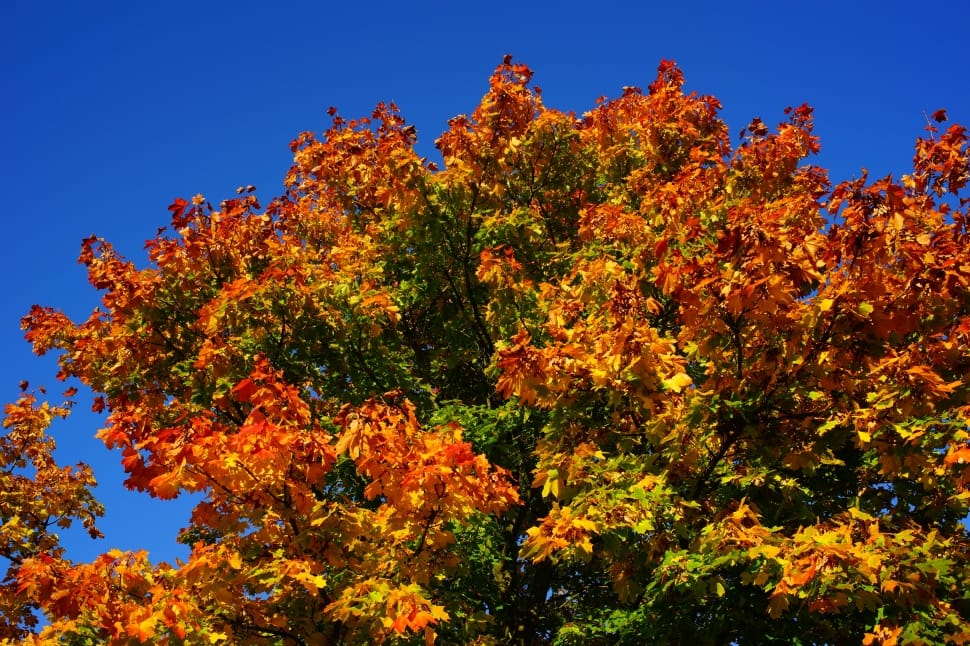 orange leaf tree preview