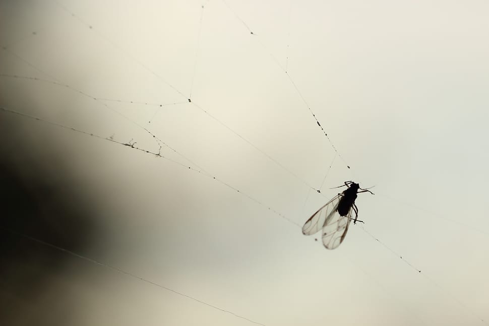 silhouette of winged insect trapped on spider web preview