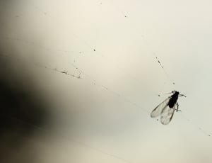 silhouette of winged insect trapped on spider web thumbnail