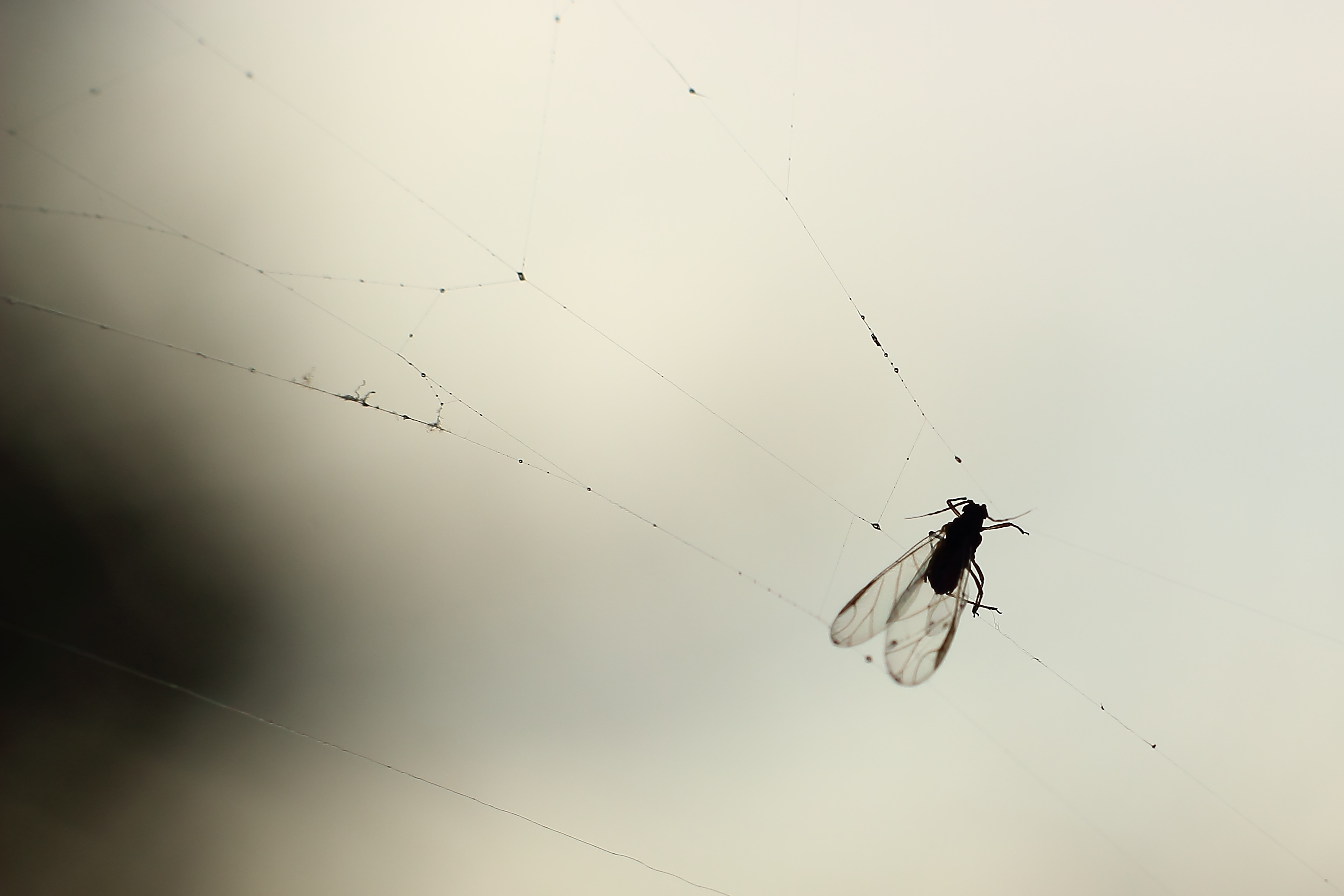 silhouette of winged insect trapped on spider web