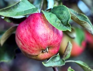 Nature, Apple, Healthy, Garden, Summer, leaf, food and drink thumbnail