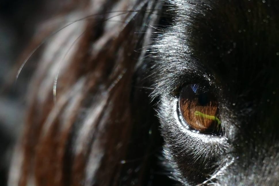 black fur animal with brown eyes preview