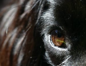 black fur animal with brown eyes thumbnail