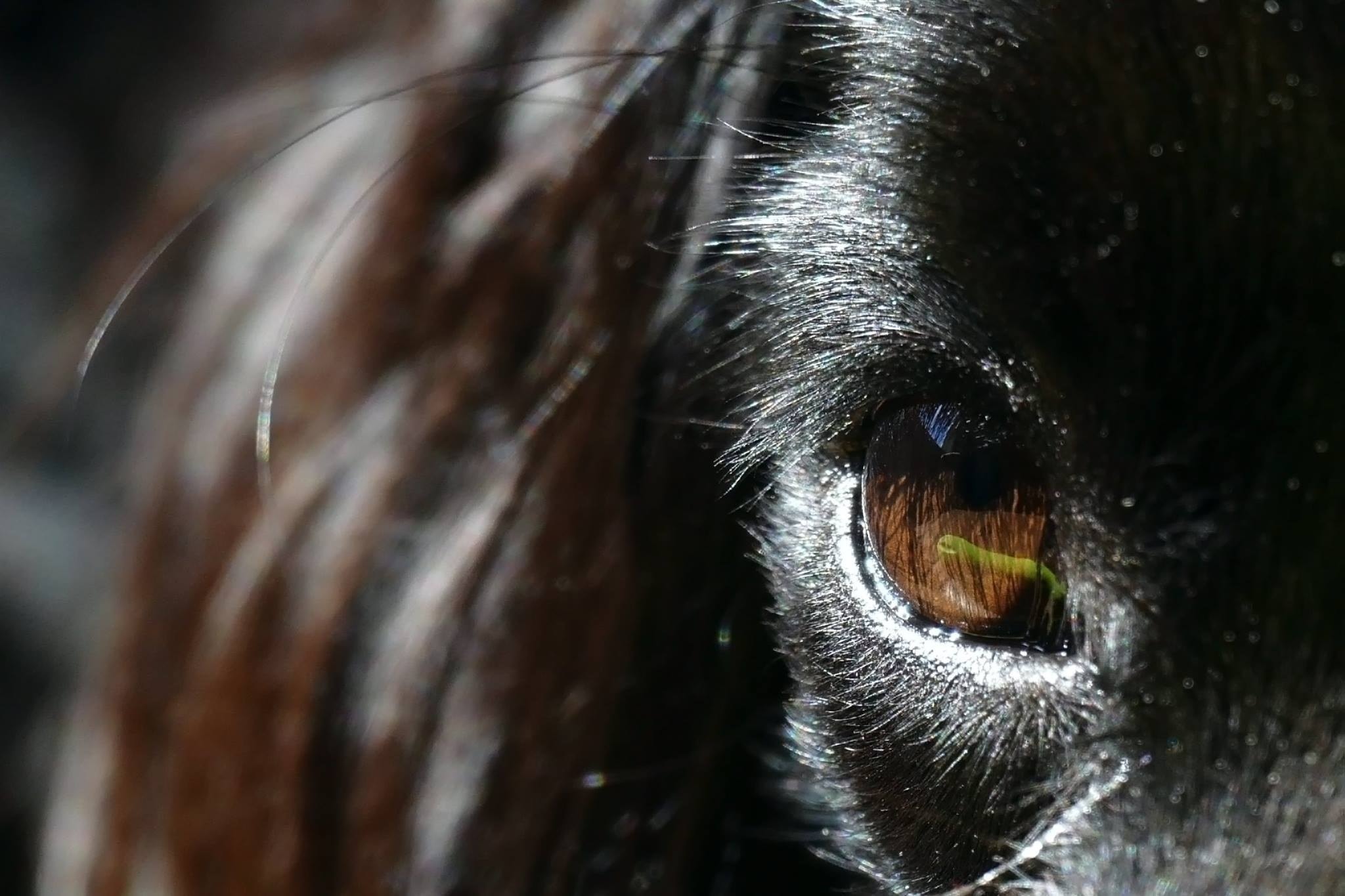 black fur animal with brown eyes