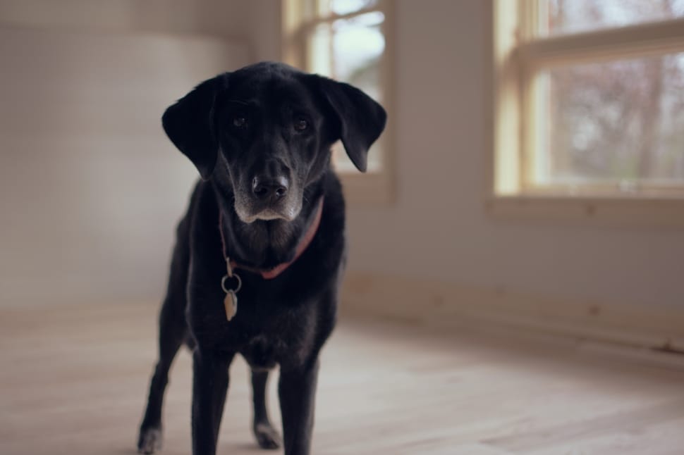 black short coated dog near glass window inside a room preview
