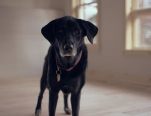 black short coated dog near glass window inside a room thumbnail