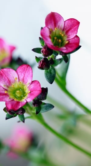 Flowers, Floral, Nature, Pink, Plant, flower, close-up thumbnail