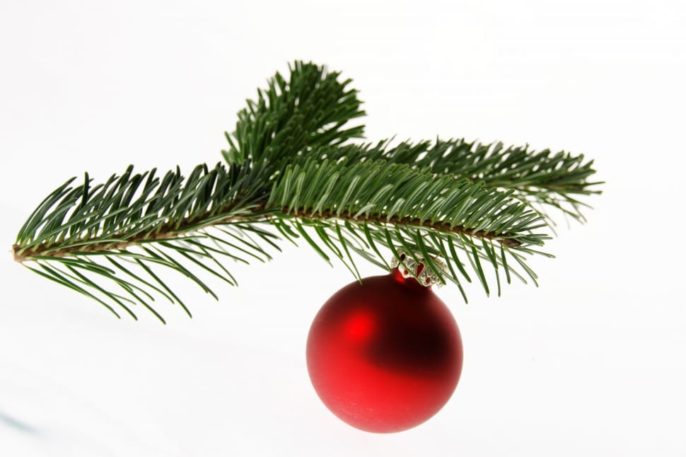Christmas Tree, Nordmann Fir, Fir, christmas, tree preview