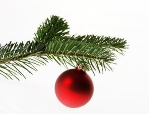 Christmas Tree, Nordmann Fir, Fir, christmas, tree thumbnail