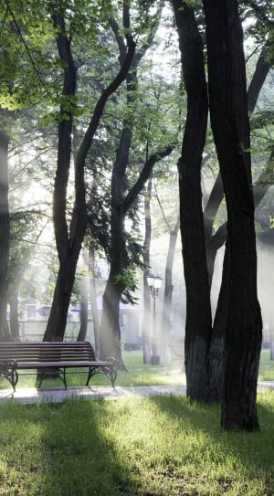 black wooden bench surrounded by trees in park during daytime thumbnail