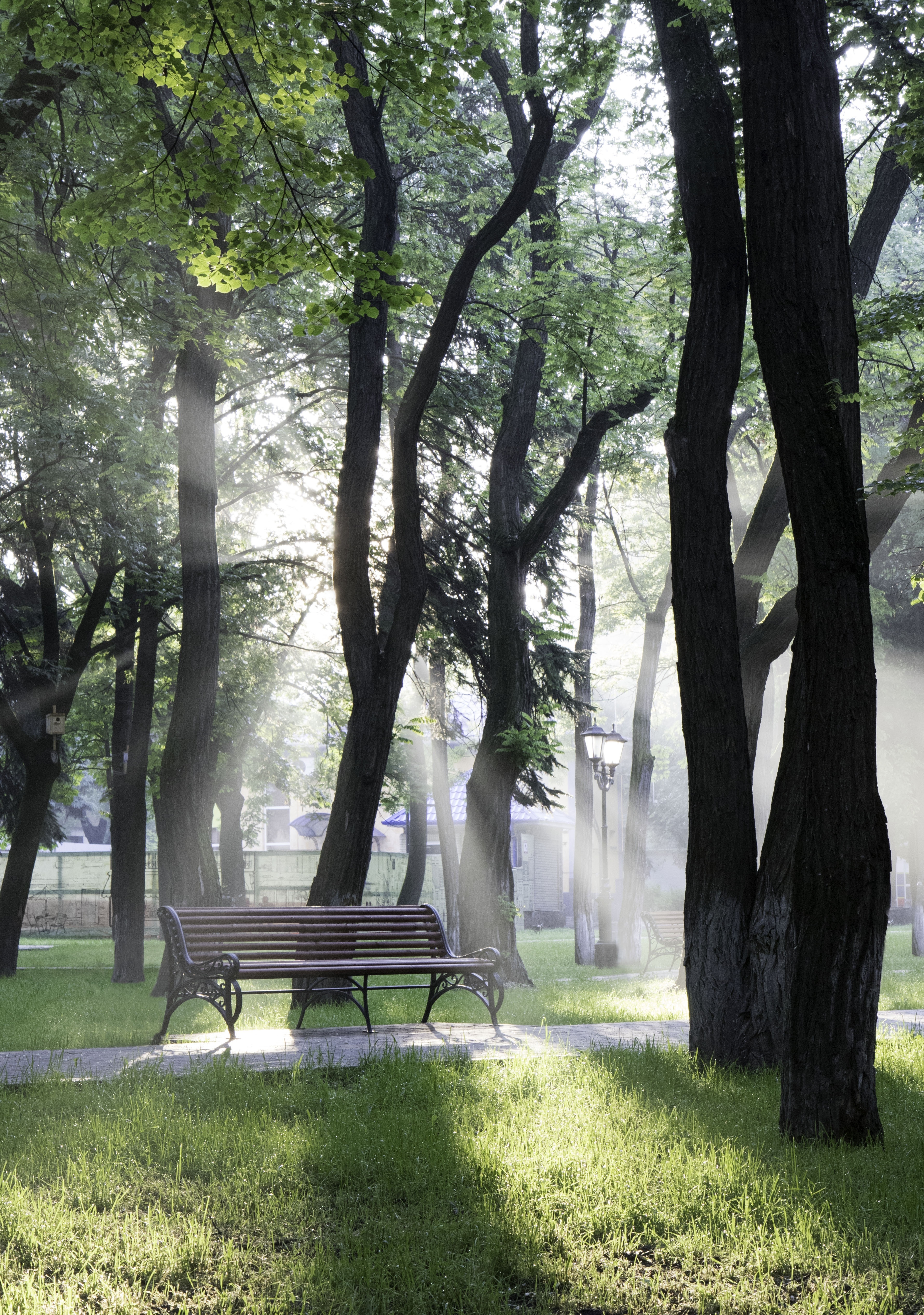 black wooden bench surrounded by trees in park during daytime