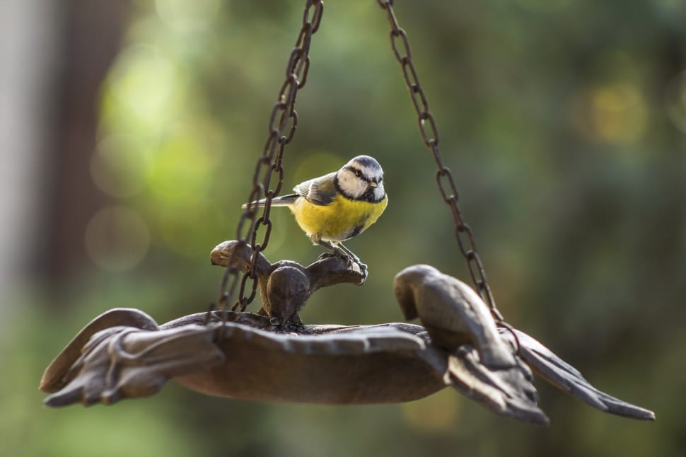 white black and yellow bird preview