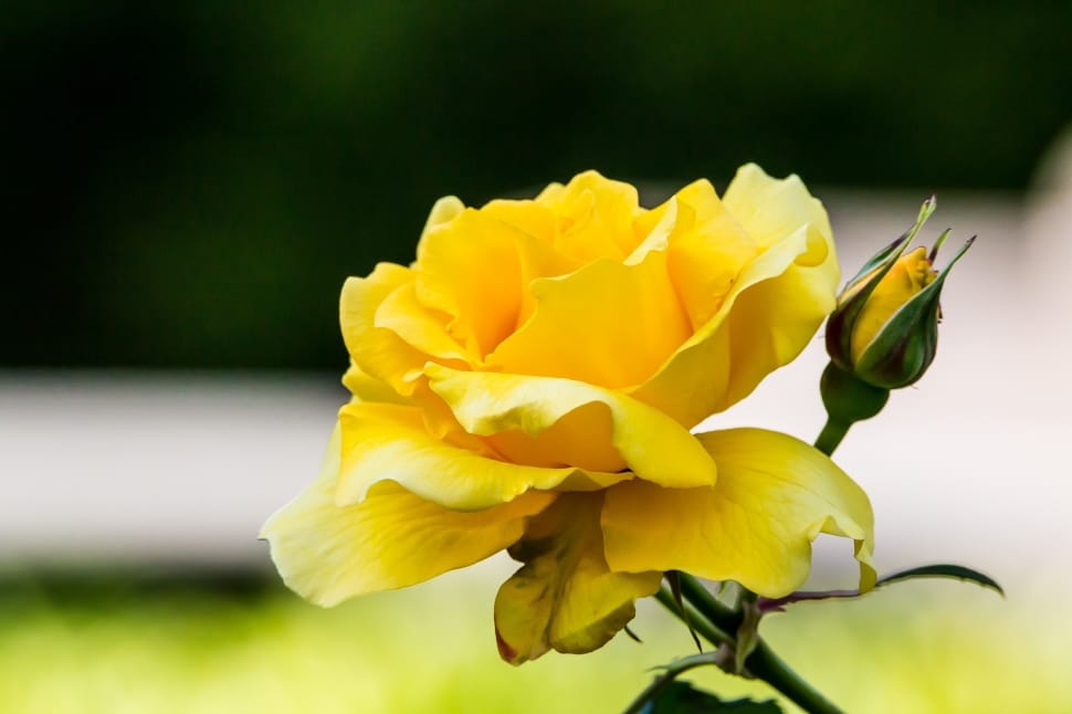 yellow rose preview