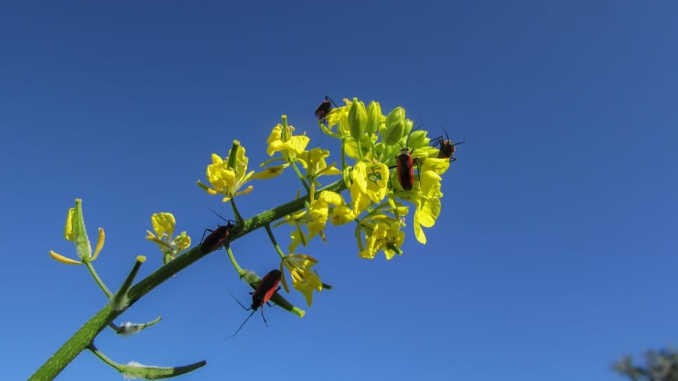 closeup photography of black insects on yellow petaled flower preview