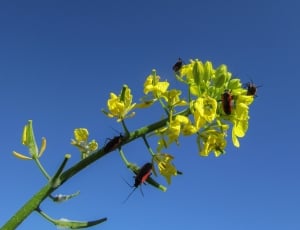 closeup photography of black insects on yellow petaled flower thumbnail