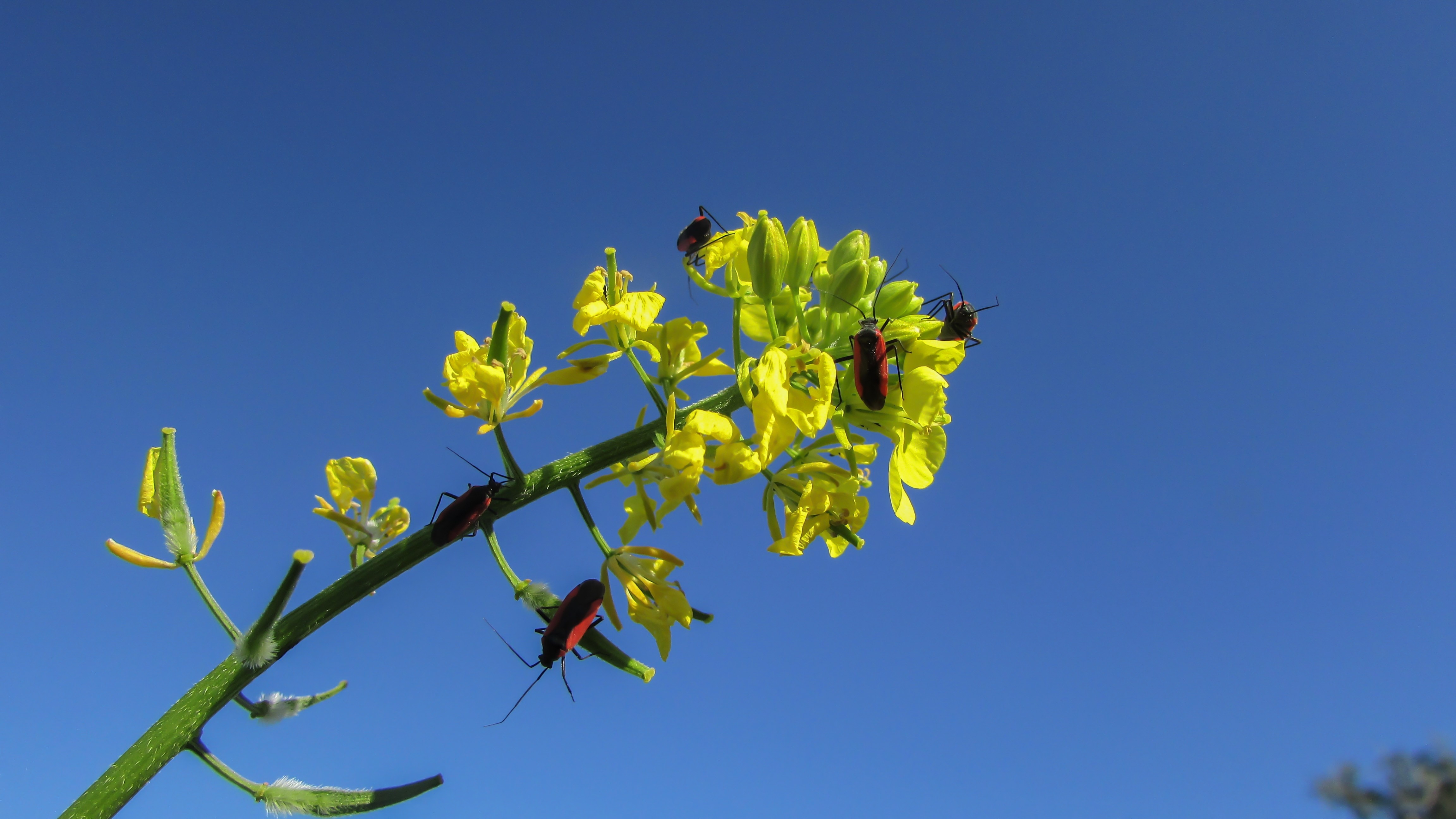 closeup photography of black insects on yellow petaled flower