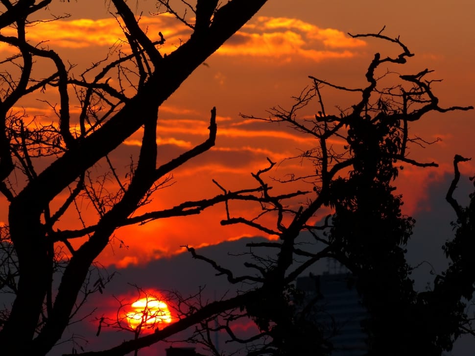 sunset and silhouette of bare trees preview