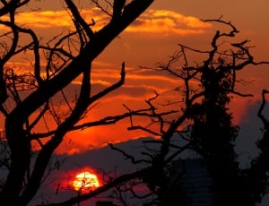 sunset and silhouette of bare trees thumbnail