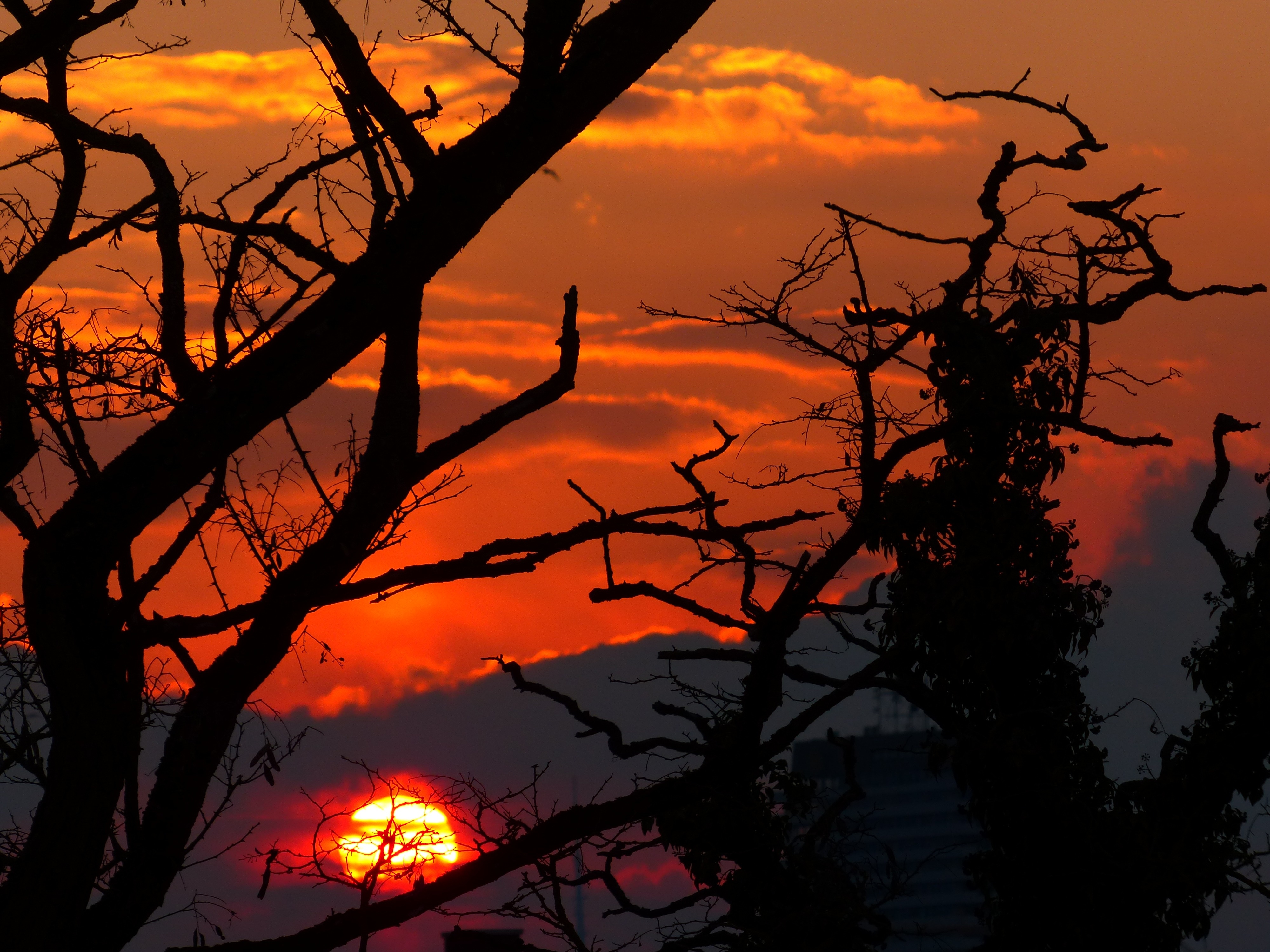 sunset and silhouette of bare trees