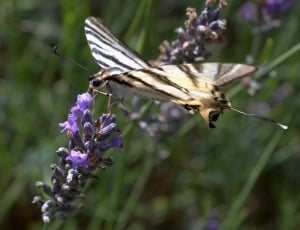 black and beige butterfly thumbnail