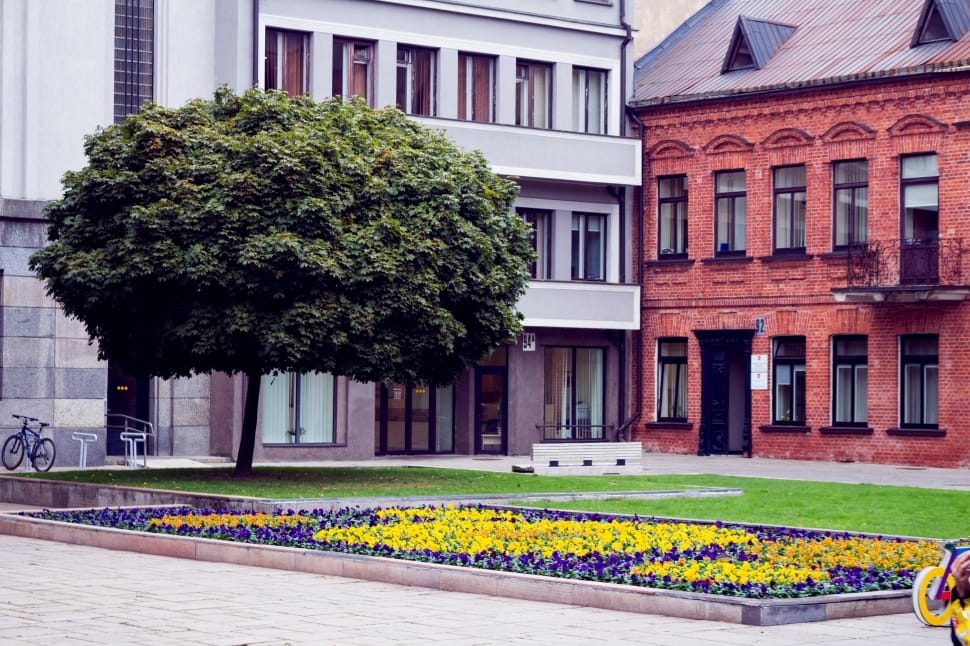 green tree beside white building and red building preview