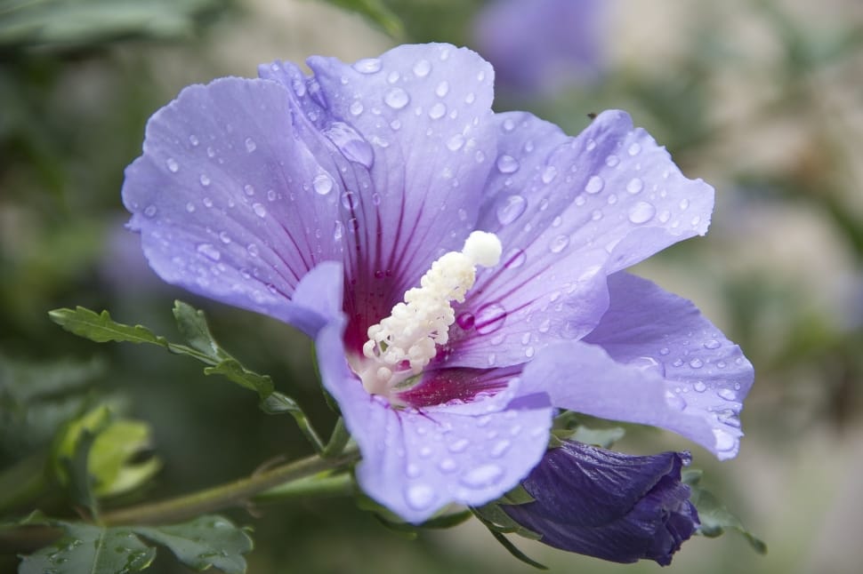 purple hibiscus flower preview