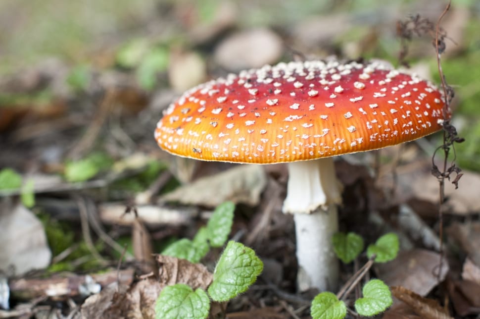 Mushroom, Autumn, Amanita, Red, Dots, mushroom, fungus preview