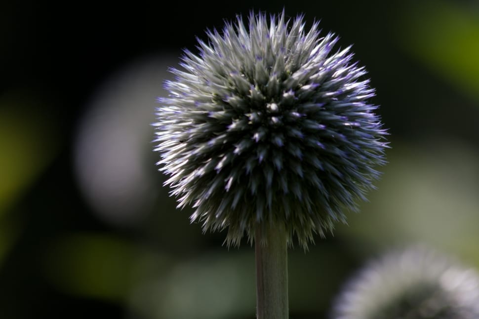 Composites, Echinops, Globe Thistle, flower, fragility preview
