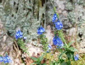 blue cluster flower thumbnail
