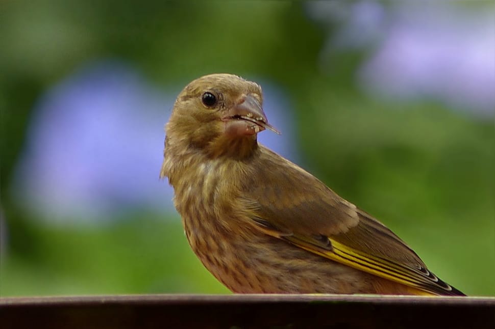 Young, Greenfinch, Bird, bird, one animal preview