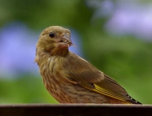 Young, Greenfinch, Bird, bird, one animal thumbnail