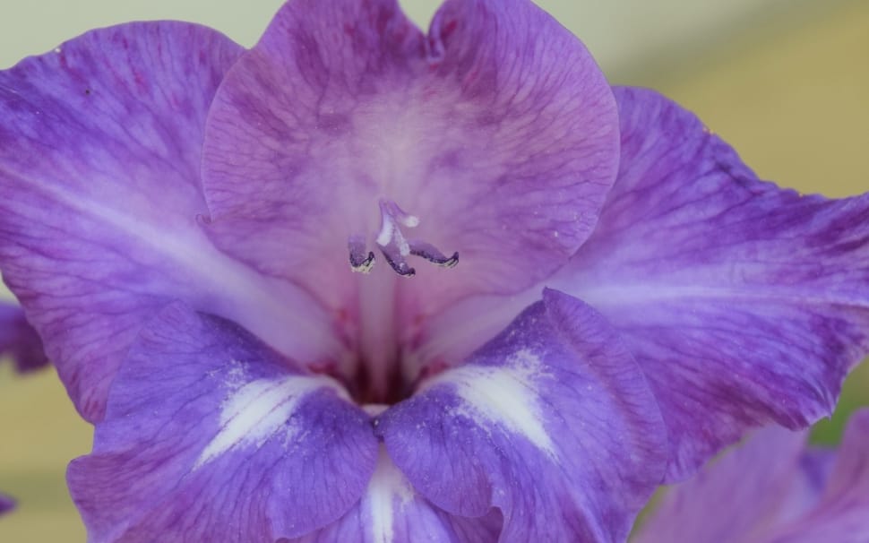 Flower, Nature, Iris, Lilac, flower, petal preview