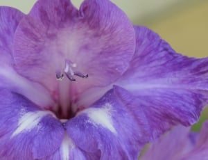 Flower, Nature, Iris, Lilac, flower, petal thumbnail