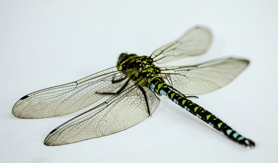 green and black dragonfly preview
