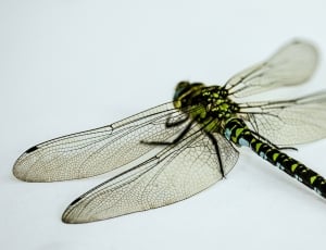 green and black dragonfly thumbnail