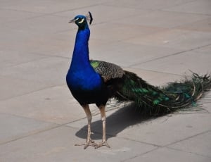 peacock on grey tile pavement thumbnail