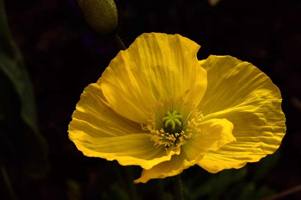 yellow poppy flower preview