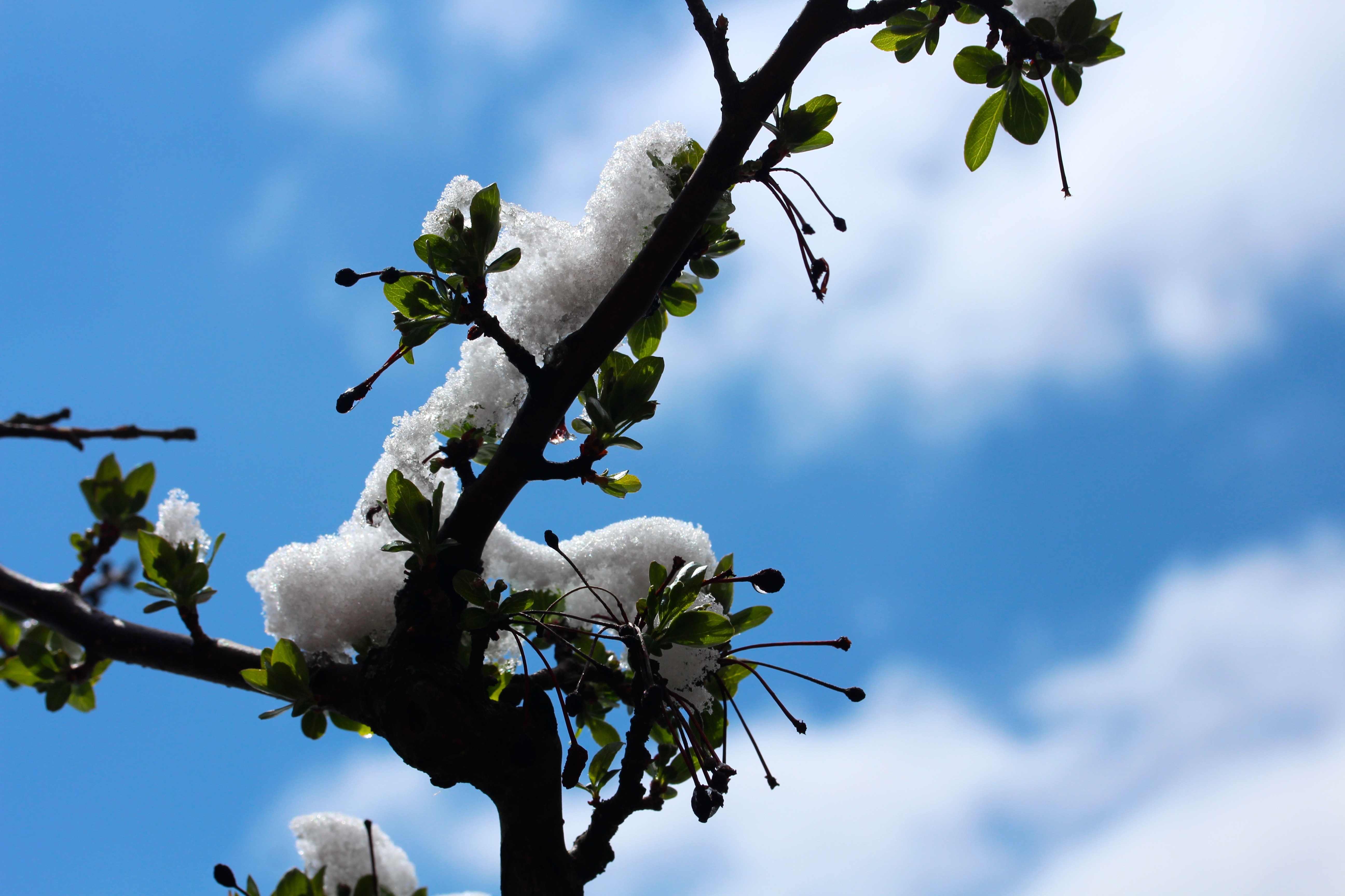 Весной воздух становится. Весенний воздух. Весенние заморозки на деревьях.