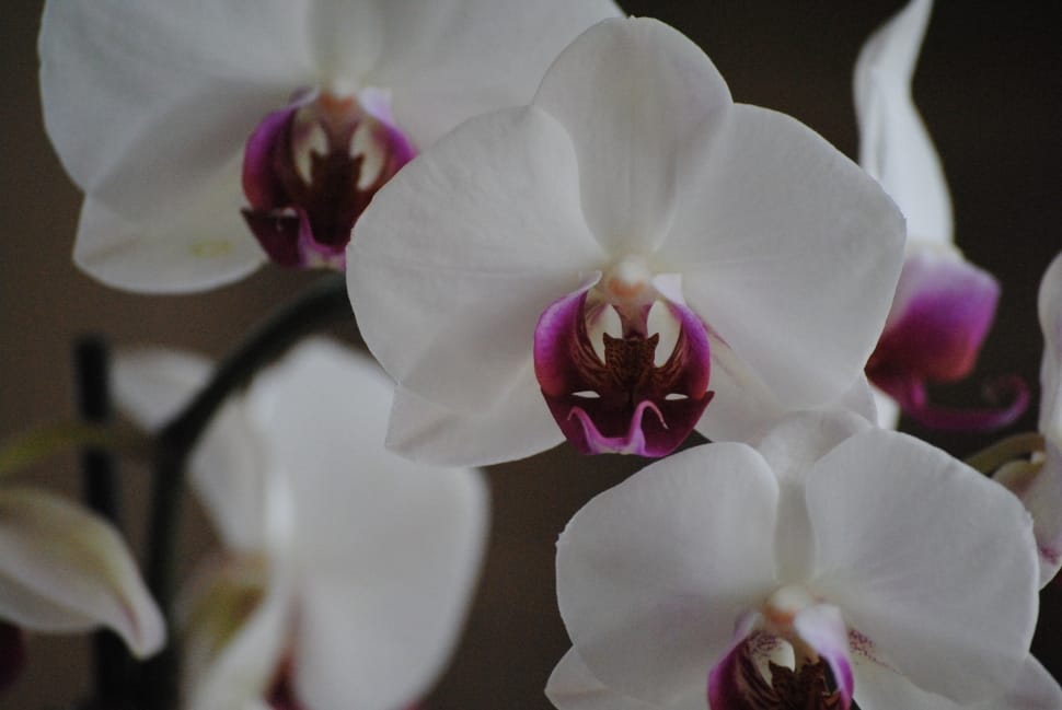 white orchids preview
