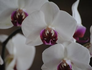 white orchids thumbnail