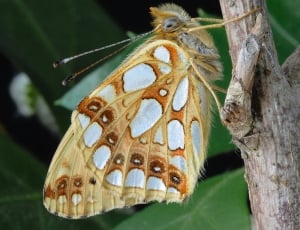 brown and white banded butterfly thumbnail