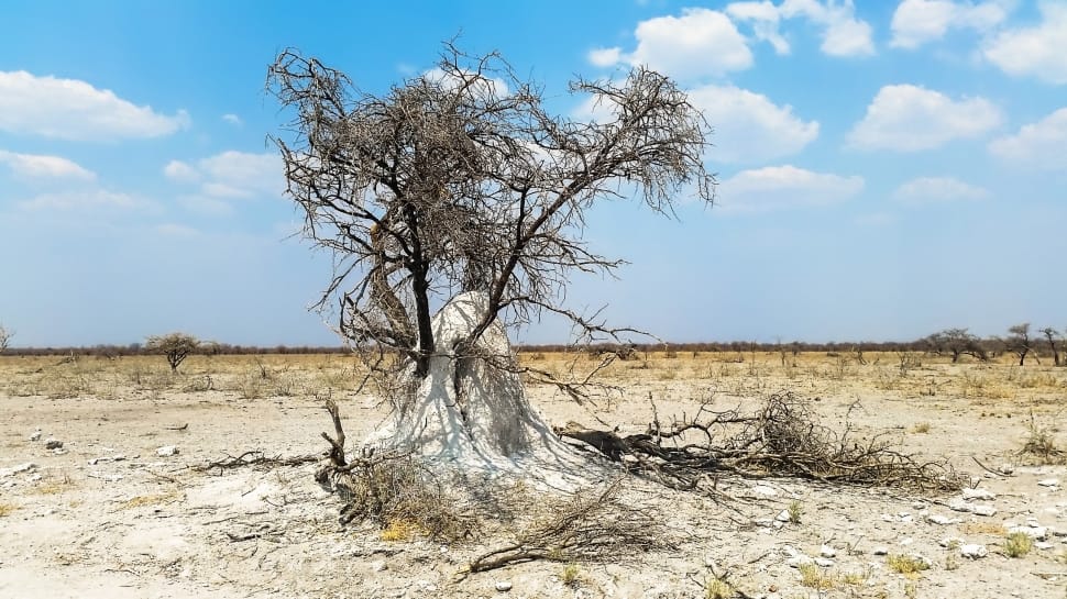 black leafless tree preview